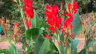 How to Overwinter Cannas in cooler climates and a cool corn stalk hack [upl. by Gilbertine]