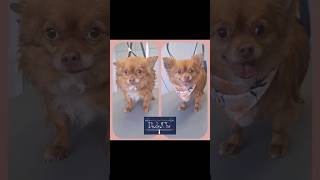 🧡 🐾 Roucky 🐾 🧡 toilettage puppy chien cute dog doglover grooming chihuahua [upl. by Ledniahs924]