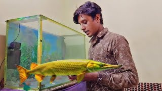 First Big Monster Fish Tank Ready 😥 Alligator Gar Fish Tank video [upl. by Yumuk]