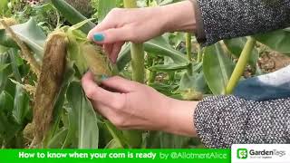 How to Know When Your Corn is Ready to Harvest [upl. by Prochora]