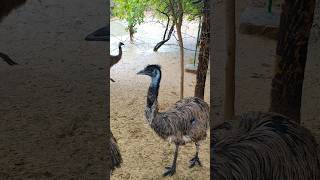 Emu birds sound 🦩🦩shorts ytshorts birds [upl. by Lux164]