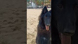 Belgian shepherd Groenendael [upl. by Gerc895]