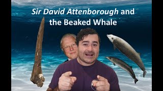 Sir David and the Beaked Whale [upl. by Iat]