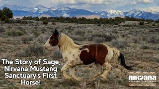 The Heartwarming Story of Sage the Fifteenmile Wild Horse🐴 First Horse of Nirvana Mustang Sanctuary [upl. by Pardner]