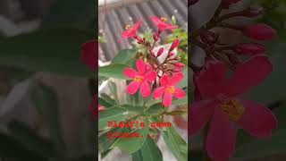 Winter flower 🌹🌹🌹garden plants [upl. by Rebmeced315]