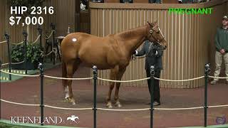 Keeneland Live Feed [upl. by Atiuqehs]