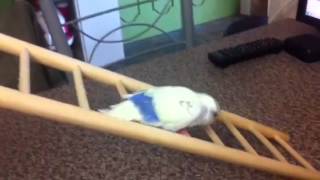 Disabled budgie climbs ladder [upl. by Humble354]