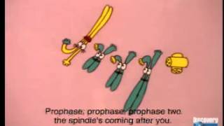 The Meiosis Dance  A Level Biology  Unit 5 [upl. by Megen468]