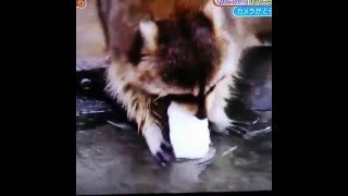 Raccoon tries to wash cotton candy but it dissolves instantly [upl. by Aneehsak]