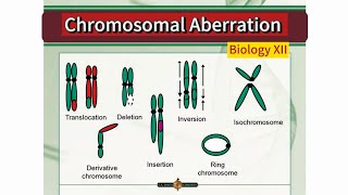 Chromosomal Aberration  Deletion duplication inversion and translocation  Biology XII [upl. by Hillinck523]