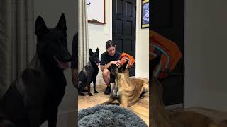 Dogs Help Pack Backpack smartdog dogfunny belgianmalinois [upl. by Delano42]