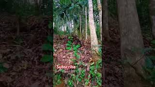 WELCOME TO BUKIT LAWANG NORTH SUMATERA bukitlawang nature wildlife orangutan travel [upl. by Marvella129]