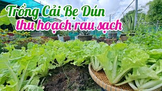 Cách trồng Cải Bẹ Dún cung cấp rau sạch cho gia đình [upl. by Nat388]