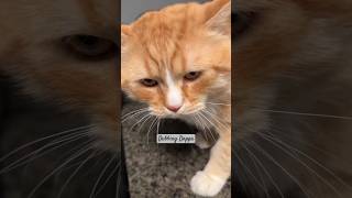 Funny Cat Mind Voice funny cat comedy shorts shortsfeed funnyanimals catvideos animals [upl. by Priscella761]