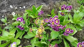 Аурикулы или ушковая примула  Агротехника  Primula auricula [upl. by Nilyahs640]