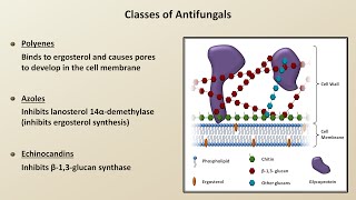 Antifungals Fungal Infections  Lesson 4 [upl. by Naols115]