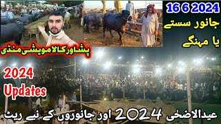 Peshawar Kala Maweshi Mandi New Updates 16 6 2024  Cow Mandi 2024  Munsif Khan Vlog [upl. by Ycart]