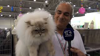 Fiera di Roma 26esima edizione della fiera felina quotSuperCat Showquot [upl. by Notgnirrac]