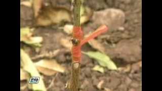 INJERTO DE FRUTALES CADUCIFOLIOS EN LA SIERRA DEL PERU [upl. by Aratahs]