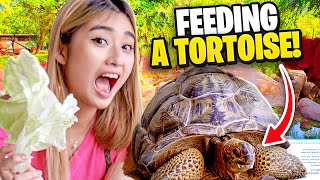 My 3 Year Old Daughter Meets The OLDEST Tortoise in Singapore [upl. by Tur]