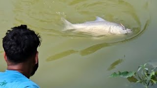 Amazing Fishing video catching big katla fish from dam Hookfishing catching big bocha fish [upl. by Avalsorim]