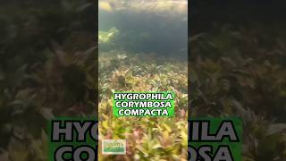 Hygrophila Corymbosa Compacta Super Easy Low Light Foreground Aquarium Plant For Sale [upl. by Eixirt]