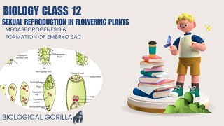 CLASS 12SEXUAL REPRODUCTION IN FLOWERING PLANTSMEGASPOROGENESISampFORMATION OF EMBRYO SACboardexam [upl. by Ajiam358]