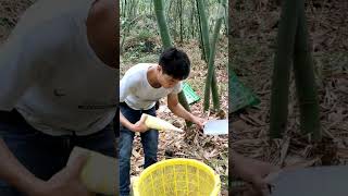 Amazing Skill Cutting Bamboo Shoot 39  Fresh Bamboo [upl. by Anestassia982]