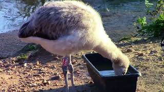 Baby Flamingoes Look Like Dryer Lint And Theyre Not Even Pink Yet [upl. by Tunk516]