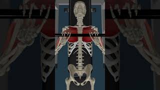 Anatomy of weight lifting movements anatomy anatomymodel [upl. by Ellehsem]