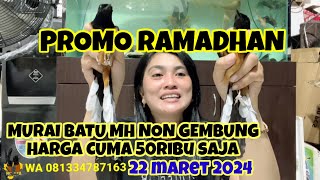 MURAI BATU MH NON GEMBUNG CUMA 100ribu saja 22324 [upl. by Mitran]