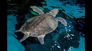 The Florida Aquarium in Tampa has a new Kemps ridley sea turtle exhibit [upl. by Idnerb660]