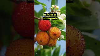 MADROÑO  plants medicine medicinalplants agroecology agriculture shorts agro world fruit [upl. by Hakon]