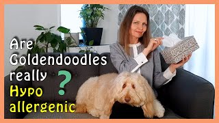 Are GOLDENDOODLES HYPOALLERGENIC  Allergic to dogs [upl. by Ethben]