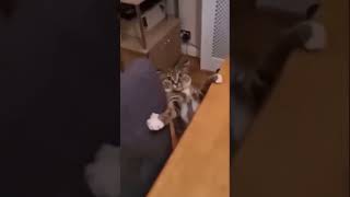 This Cat’s Reaction Will Make Your Day 😂 shorts [upl. by Elocyn52]