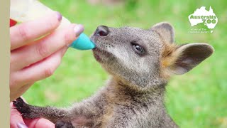 Two adorable wallabies find their home at Australia Zoo  Australia Zoo Life [upl. by Milty181]