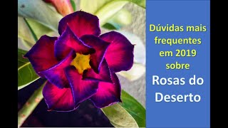 Rosas do deserto e as dúvidas mais frequentes de 2019 [upl. by Sweeney]