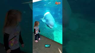 WHY do Beluga Whales eat ice cubes🥶viral [upl. by Aimac]