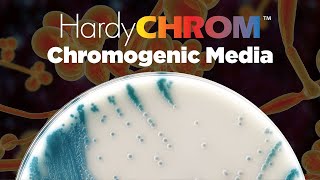 HardyCHROM™ a complete offering of Chromogenic Media [upl. by Leynwad]