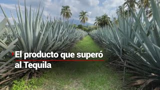 Jalisco tiene un nuevo oro ¡y es rojo  ¿Qué producción superó al agave y maíz [upl. by Kcirderfla689]