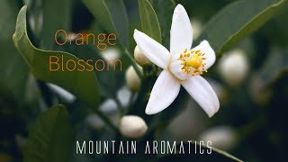 Orange Blossom Accord  How To Make Perfume  Mountain Aromatics [upl. by Lotty]