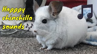 Happy chinchilla sounds noises [upl. by Eelahs]