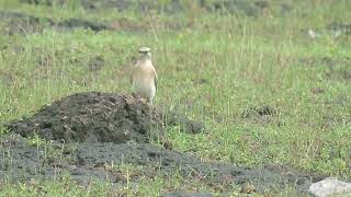 isabeliyane wheaterOenanthe isabellina [upl. by Ulphi]