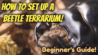 How To Set Up A Beetle Terrarium  Beginners Guide  Pets [upl. by Aehsal]