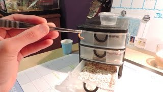 Mealworm Breeding DIY [upl. by Yruama853]