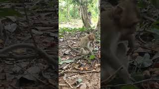 Wild monkeys and river gifts subscribe moneky shortvideo monkeyeating [upl. by Mateusz720]