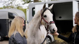 Neuer Schimmel aus Österreich  Wallach Freudentanz reist zum Check mit Reiterin an [upl. by Llemert753]