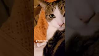 Indignant Obi cat cute angrycat flea medication catsofyoutube fyp catlover [upl. by Bubb]