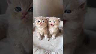 Cute little kittens 😺love shorts comedy funnyvideo billi cat catvideo catlover catbaby [upl. by Netloc]