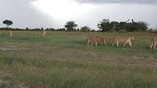 Rongai Lion Pride morning walk  Masaimara  9 May 2024 [upl. by Raymonds]